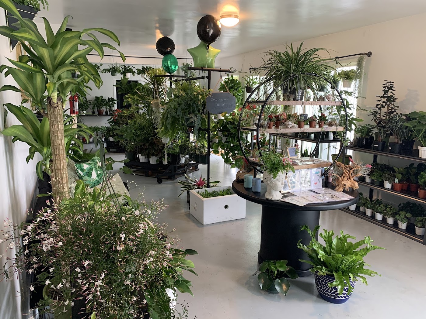 Indoor plants at Plantology Cafe
